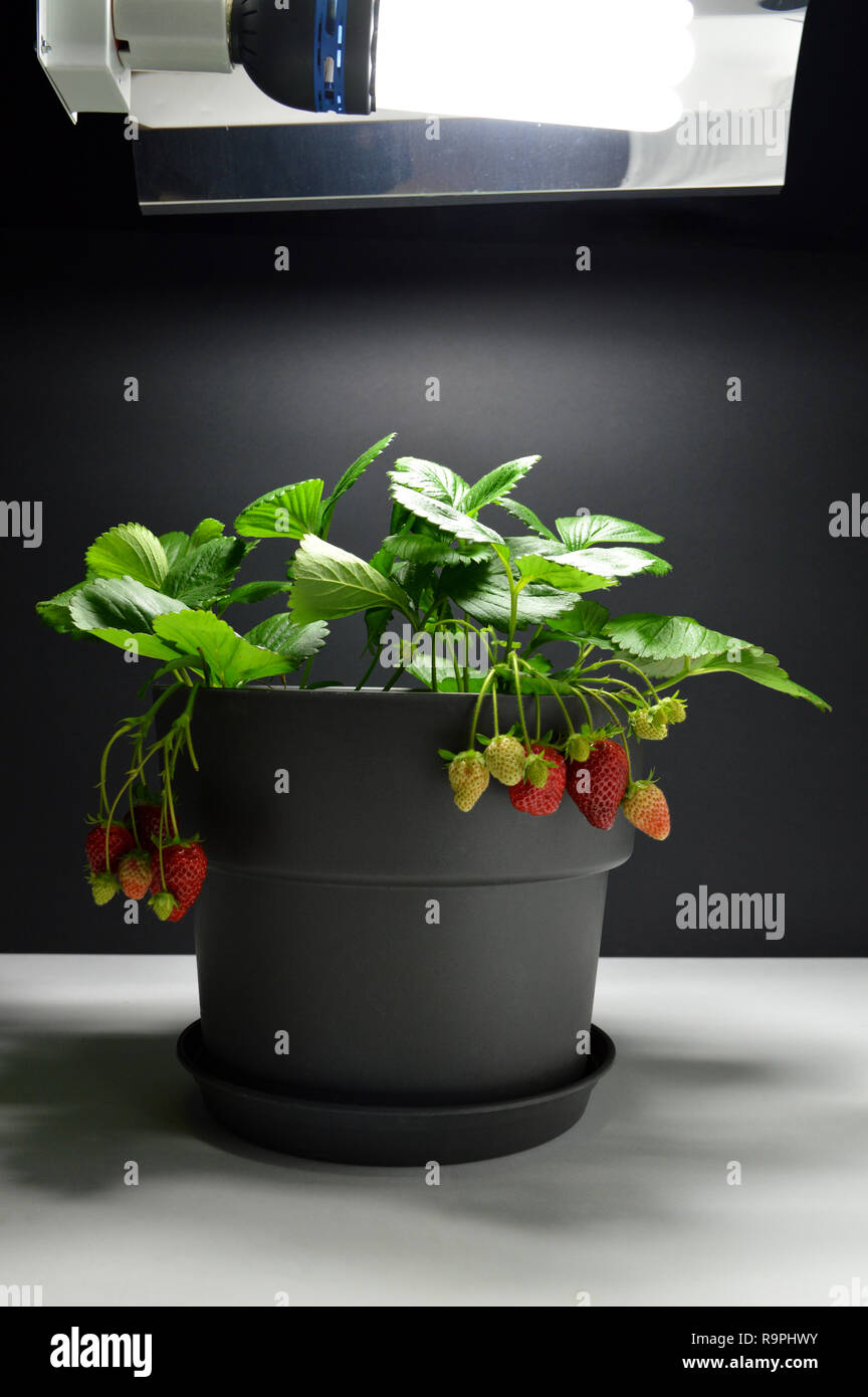 Strawberries plant growing under a growth lamp (artificial light) in indoor gardening or indoor growing. With strawberries. Garden strawberry. Stock Photo