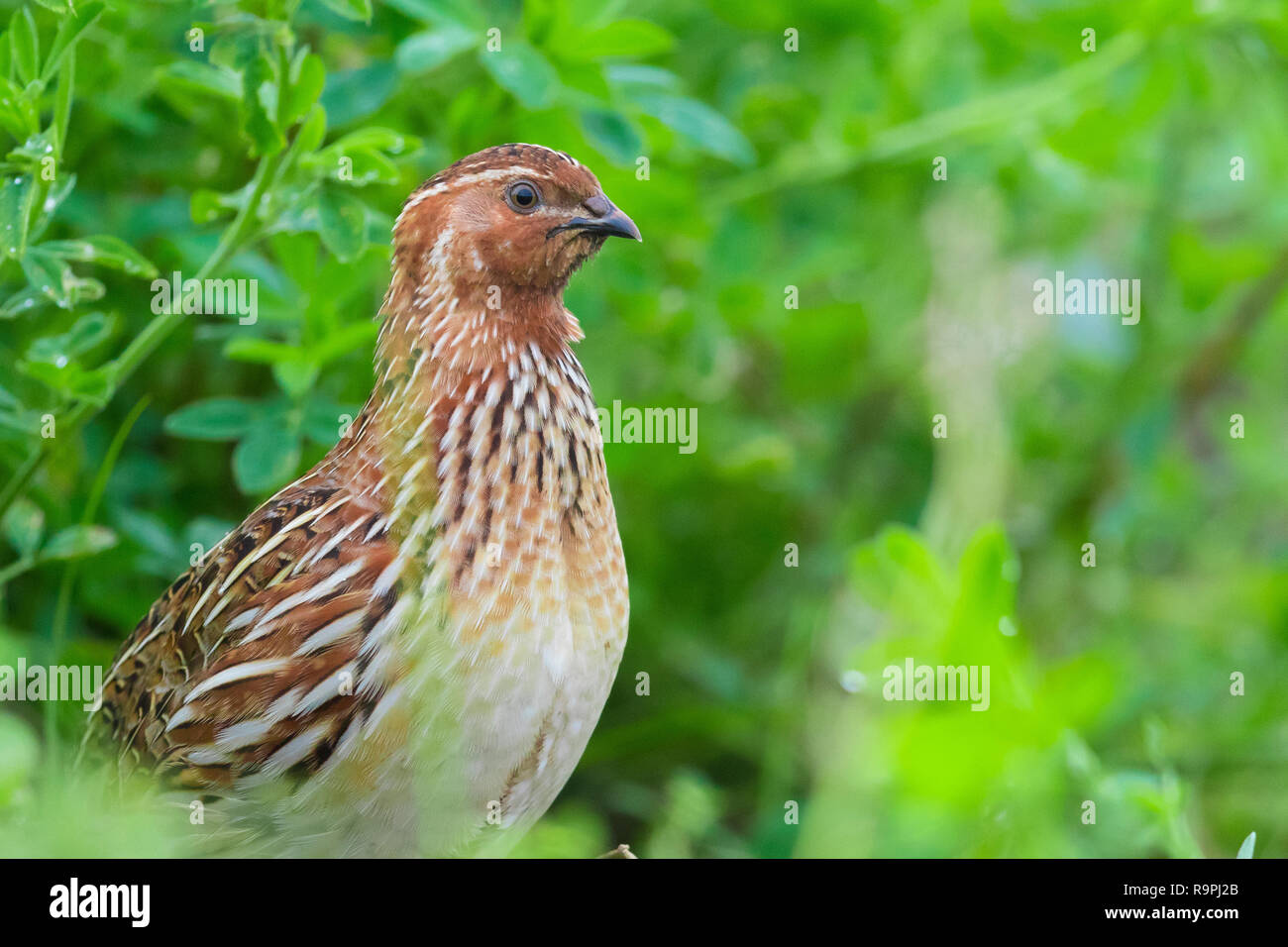 Quail (coturnix Coturnix) Stock Photos & Quail (coturnix Coturnix