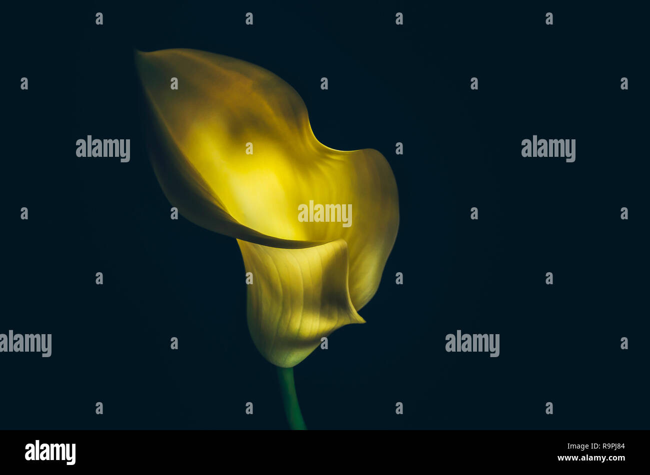 Yellow calla on a dark background in contrasting light. The minimalist image, there is a monophonic place for the text. Suitable for themes flora, pos Stock Photo