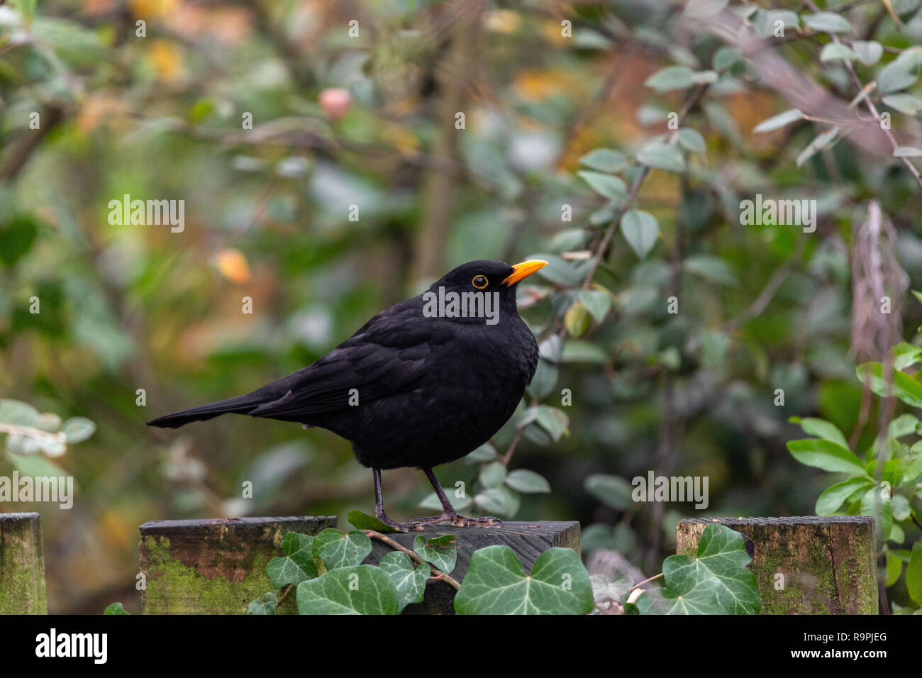 Common blackbird, Turdus merula, perched on a fence Stock Photo