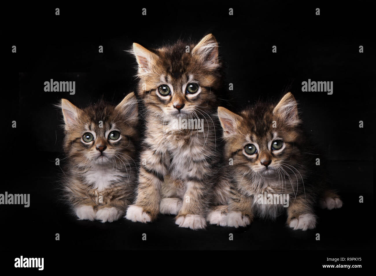 Adorable Cute Kittens Awaiting Adoption Stock Photo