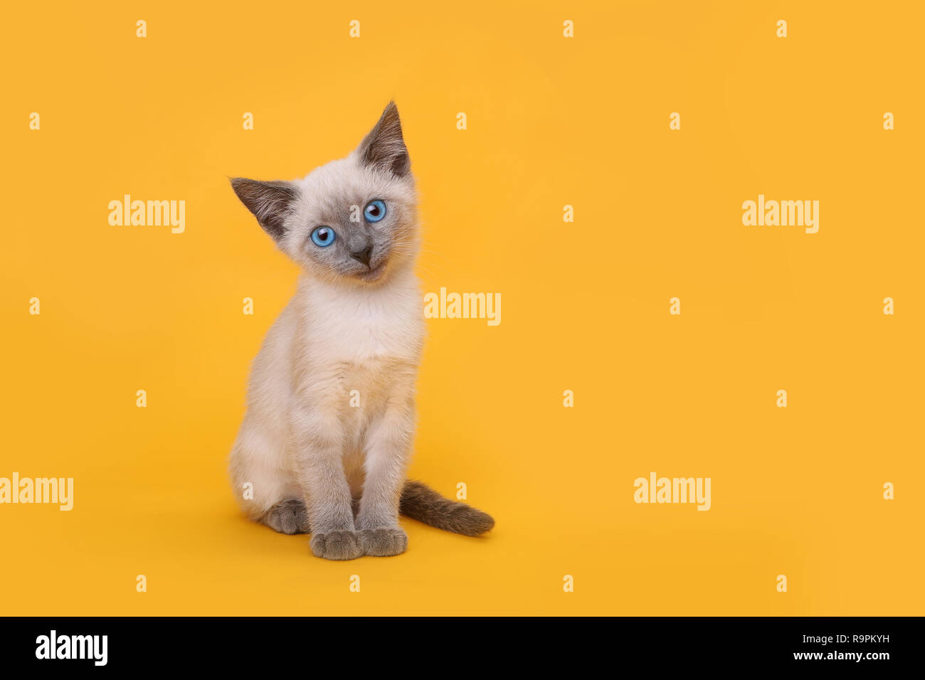 Cute Siamese Kitten Smiling With Head Tilted on Yellow Background Stock Photo