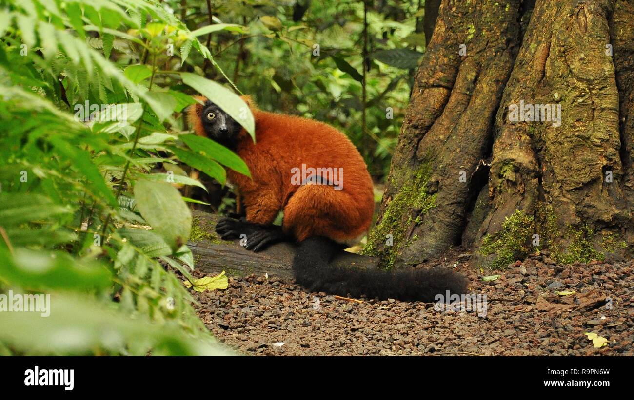 Red ruffed lemur in the Masoala Hall in the zoo of Zurich Stock Photo
