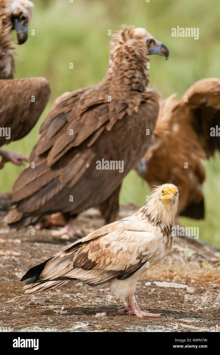 Egyptian Vulture (Neophron percnopterus), Cinereous Vulture Aegypius monachus, carrion birds, spain Stock Photo