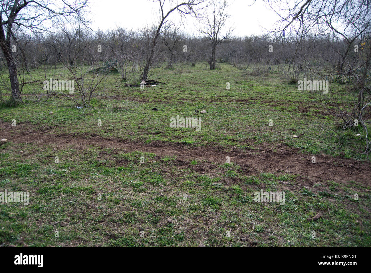 Central Texas country rural land with mesquite trees in winter Stock