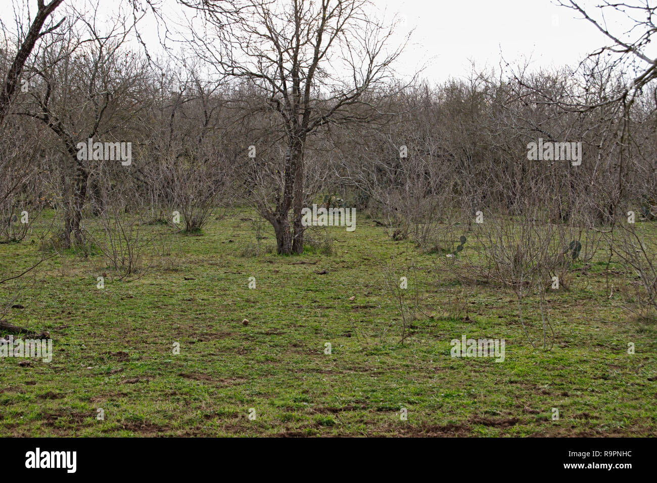 Central Texas country rural land with mesquite trees in winter Stock