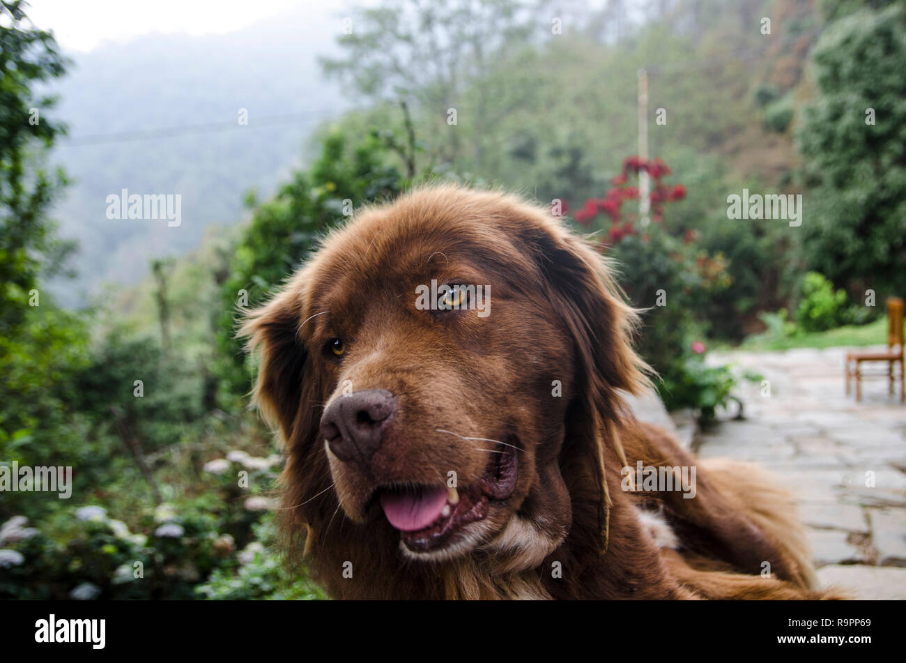 Jommy, a gadi dog (mountain mastiff) resting at Binsar. Stock Photo