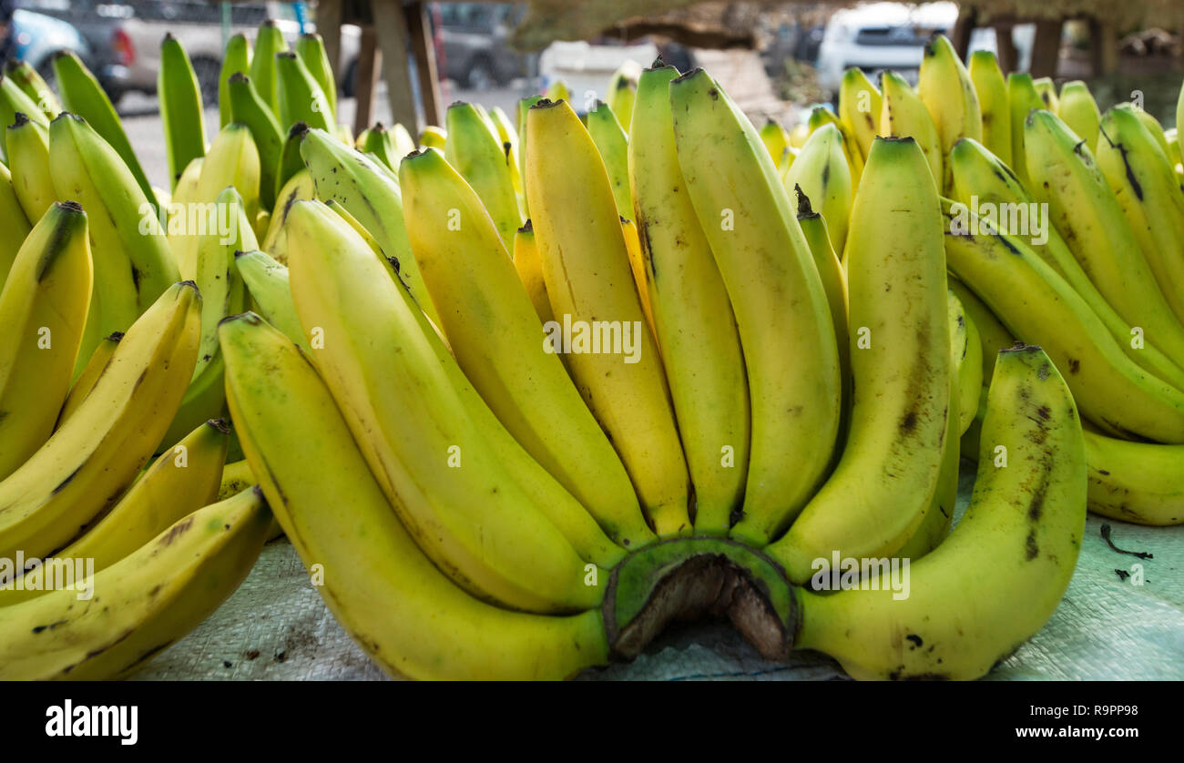 Ecuador banana harvesting hi-res stock photography and images - Alamy