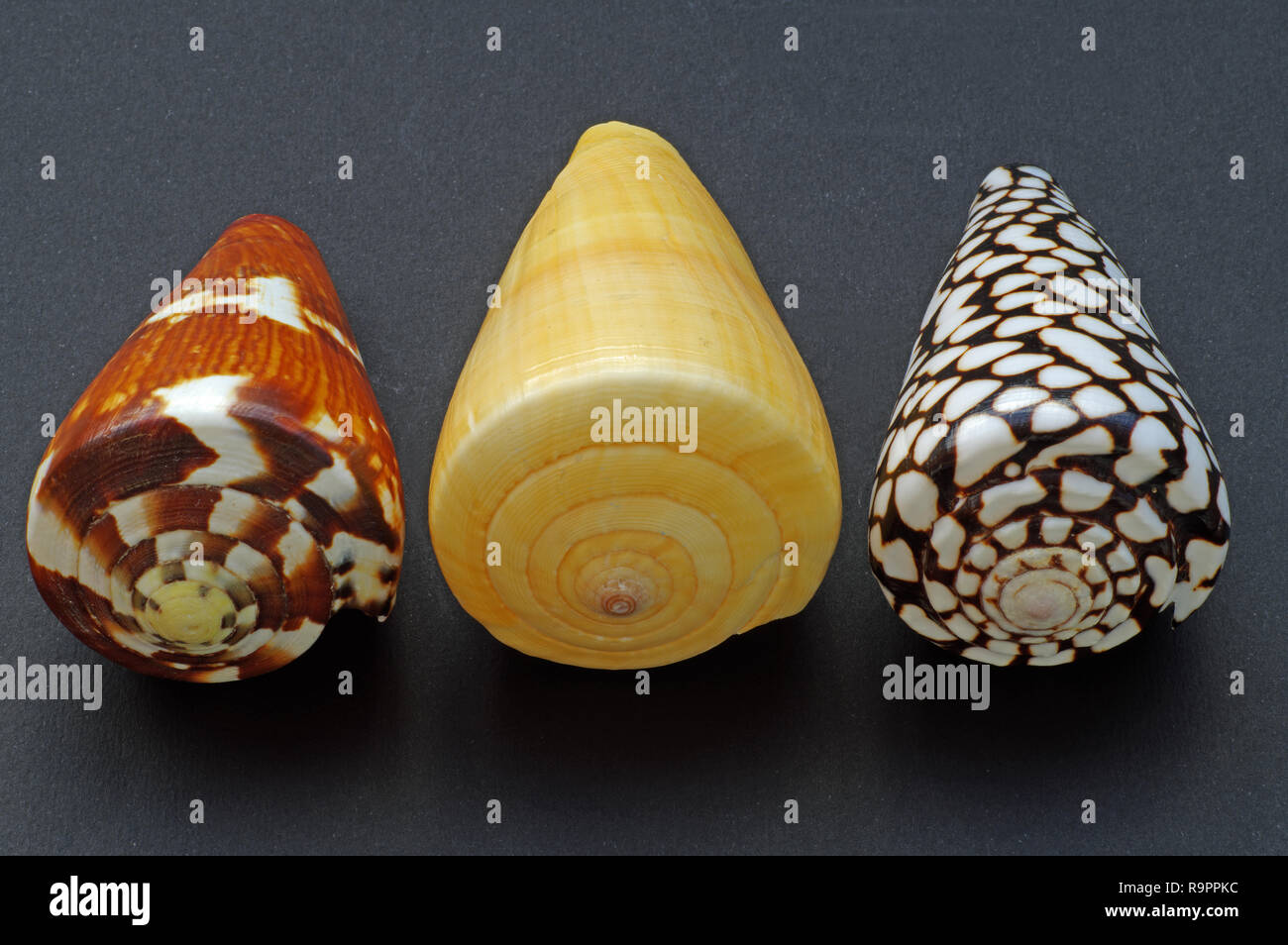 tre shells of Conidae (marine cone snails). The right picture is from the species Conus marmoreus. Stock Photo