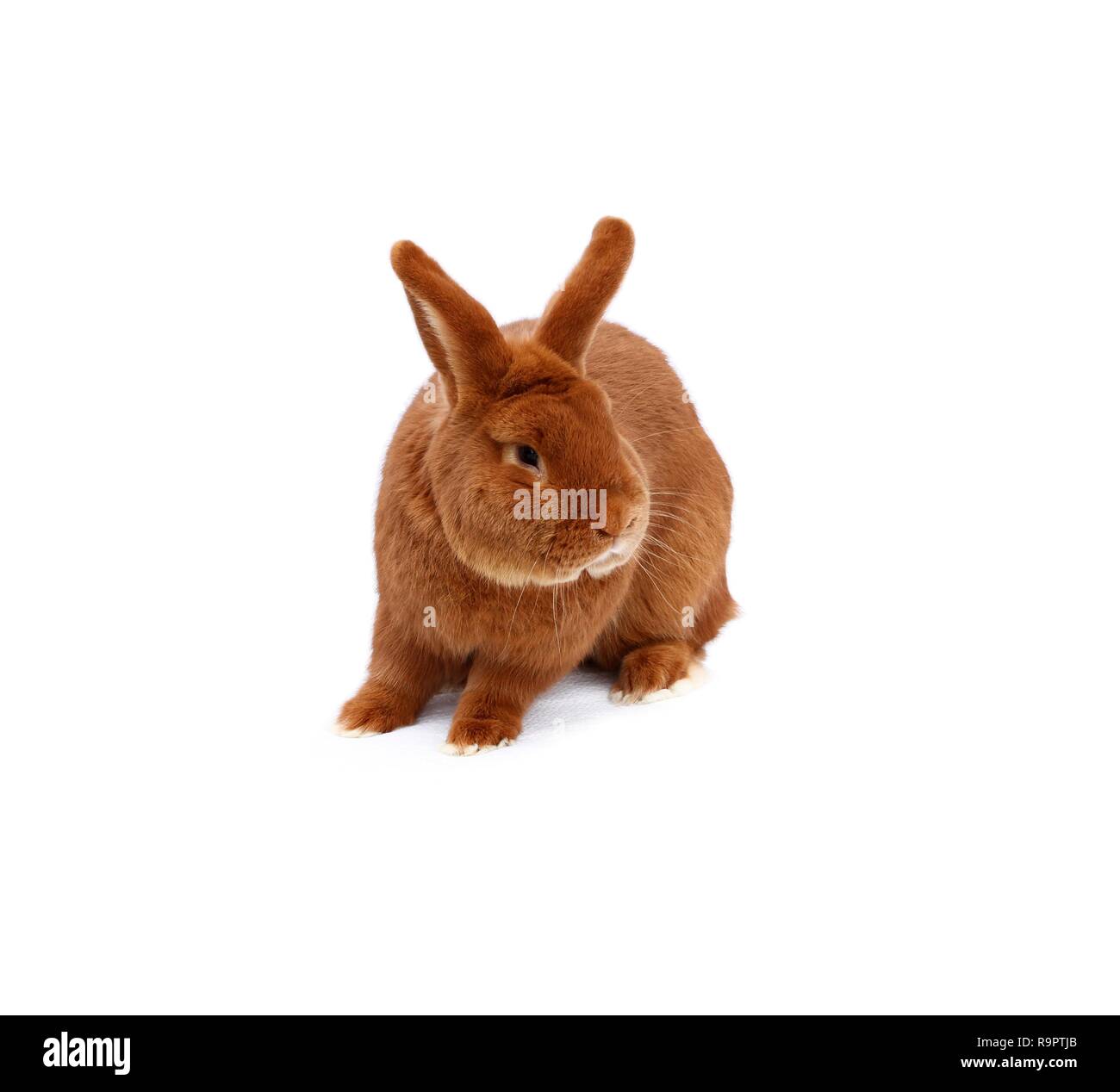 New Zealand purebred red rabbit on white cloth Stock Photo