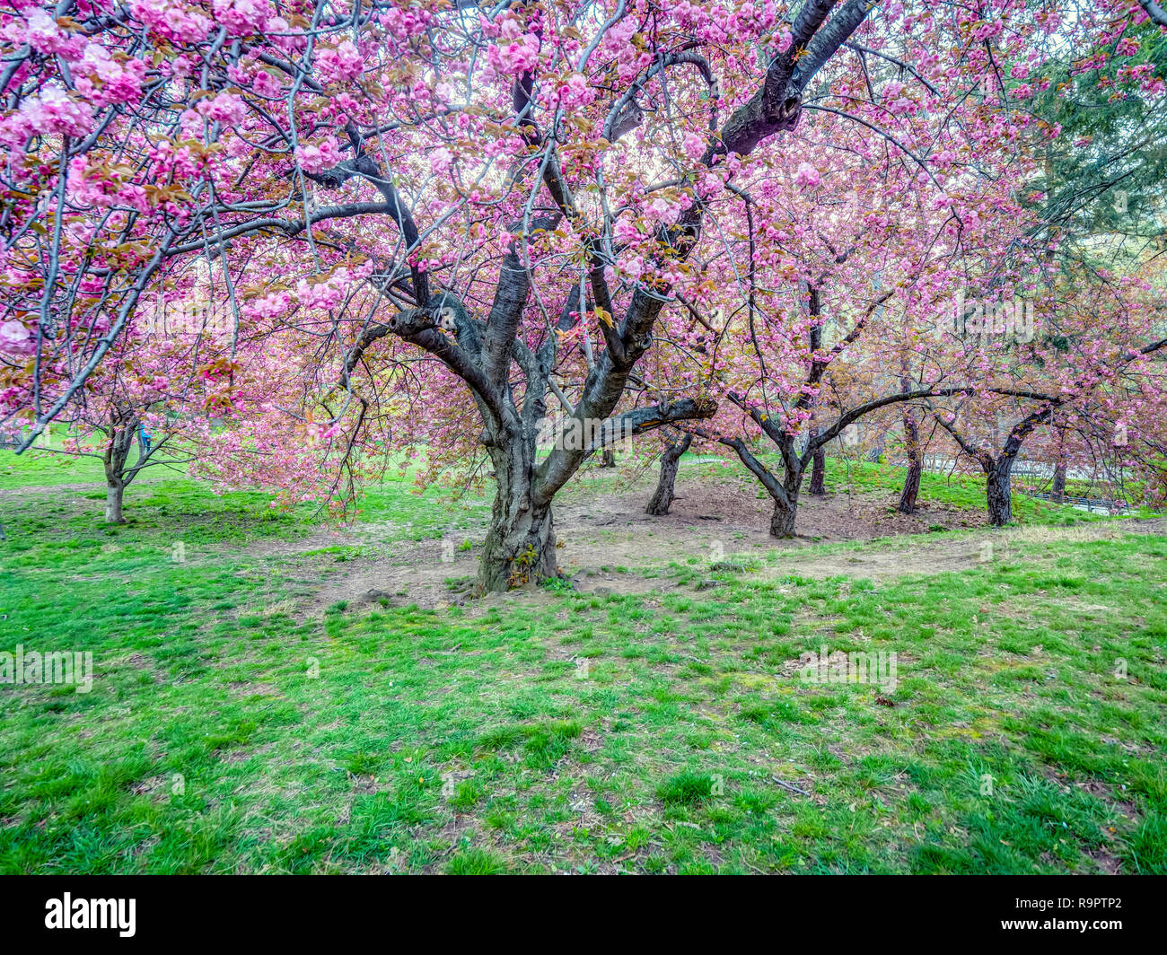 Central Park, Manhattan, New York City in spring Stock Photo - Alamy
