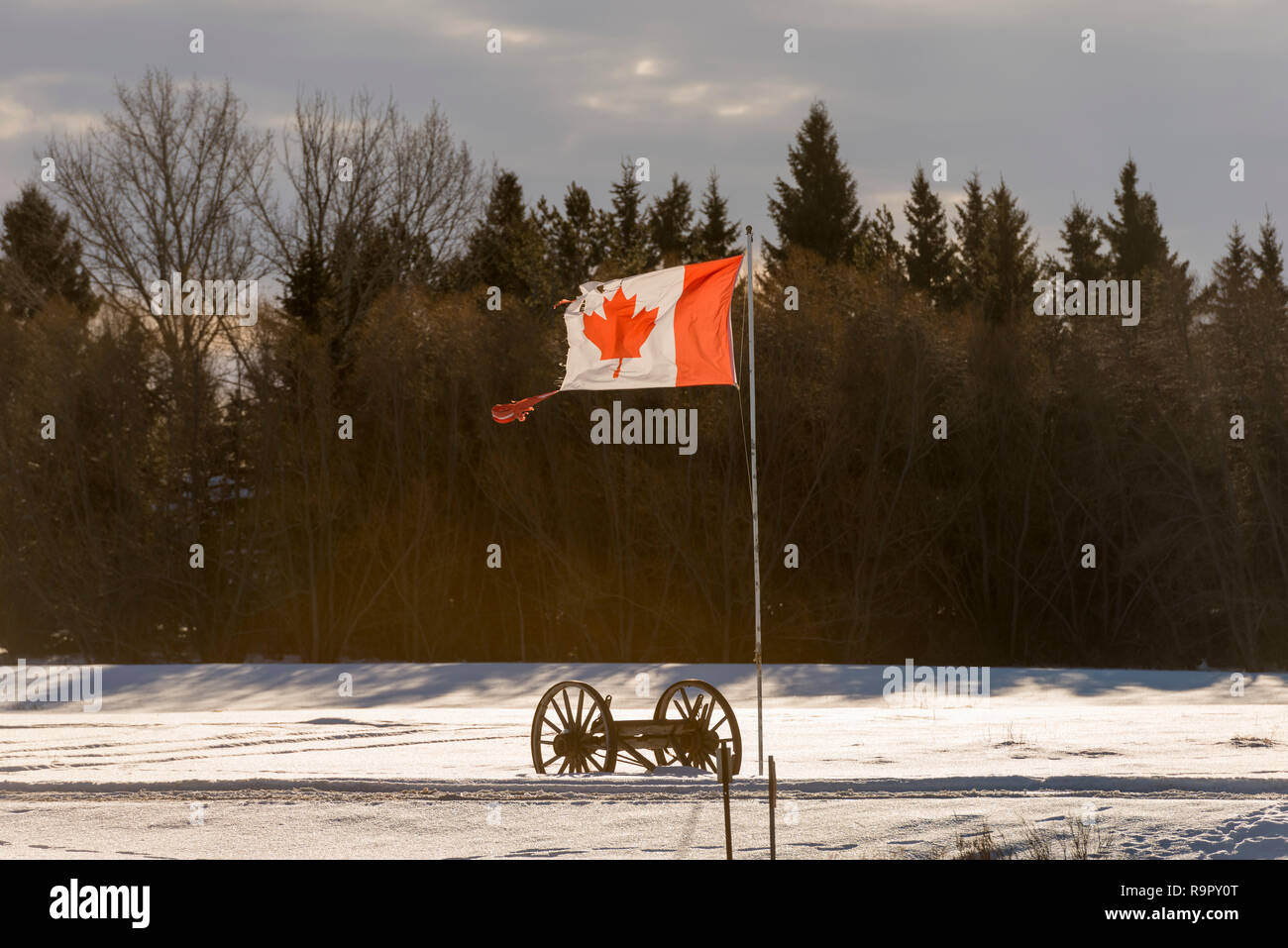 A ripped Canadian flag Stock Photo