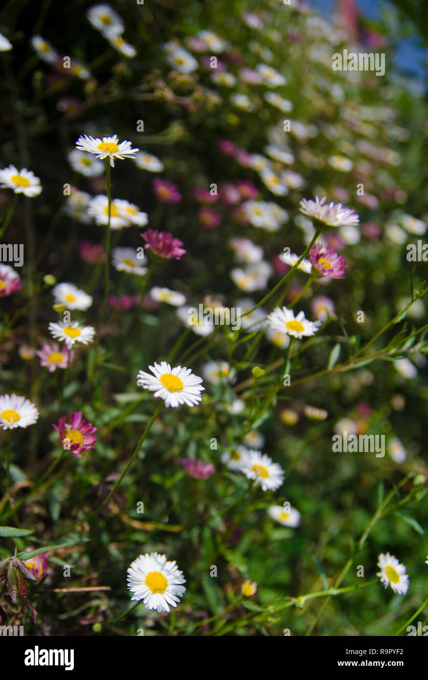 Common daisy flower bed Stock Photo Alamy