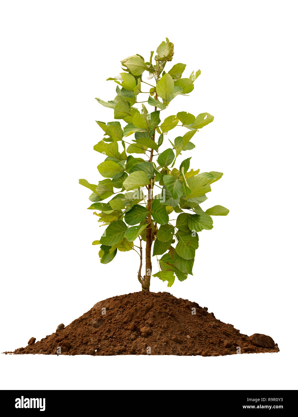 Trees on the soil on white background with clipping path. Stock Photo