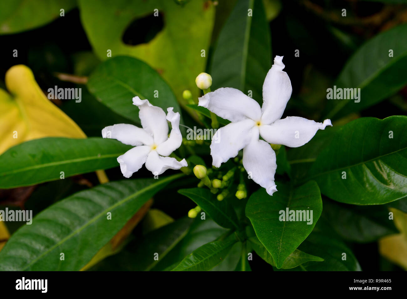 Crape jasmine hires stock photography and images Alamy