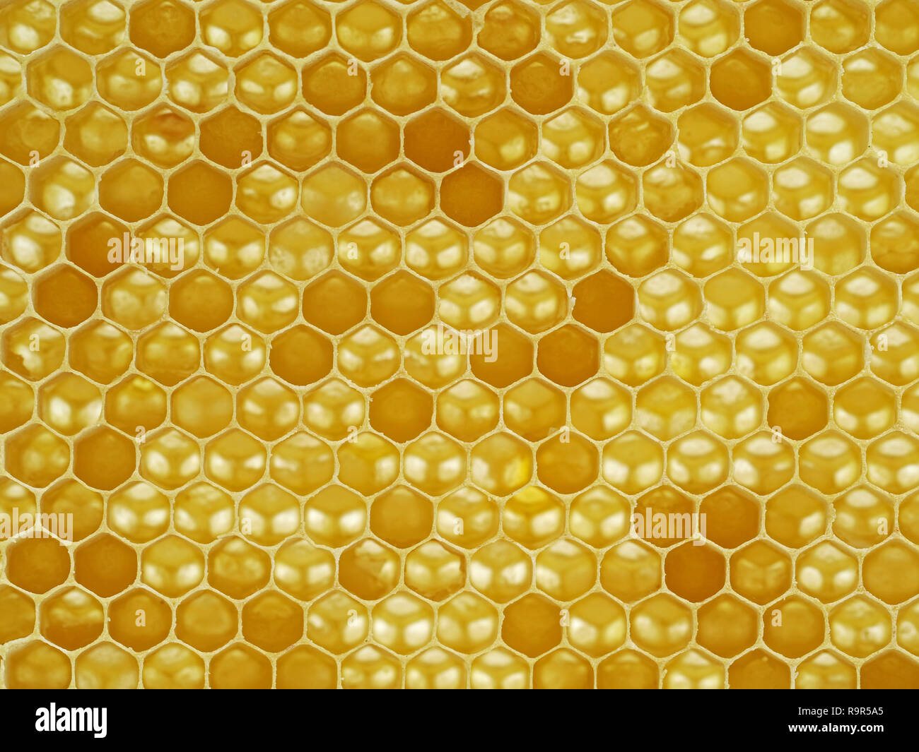 natural looking macro shot, close up of a honeycomb. Stock Photo