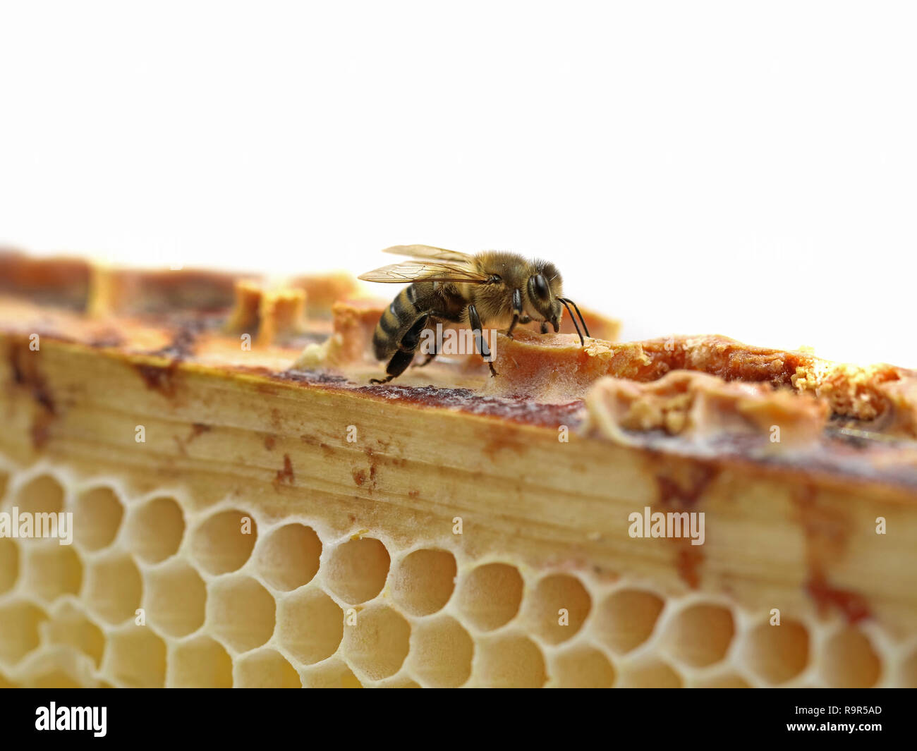 close up of single bee on honeycomb isolated on white background with copy space. Stock Photo