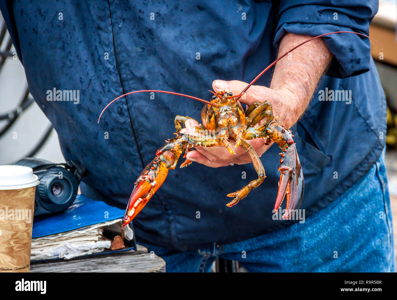 Maine Lobster boat demonstration on catching live lobster, banding