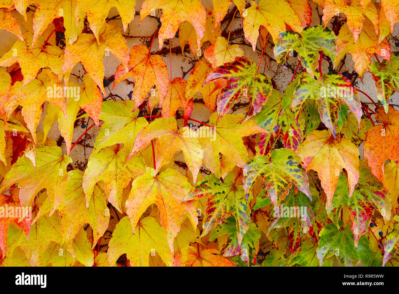 Illustration fall foliage horizontal hi-res stock photography and ...