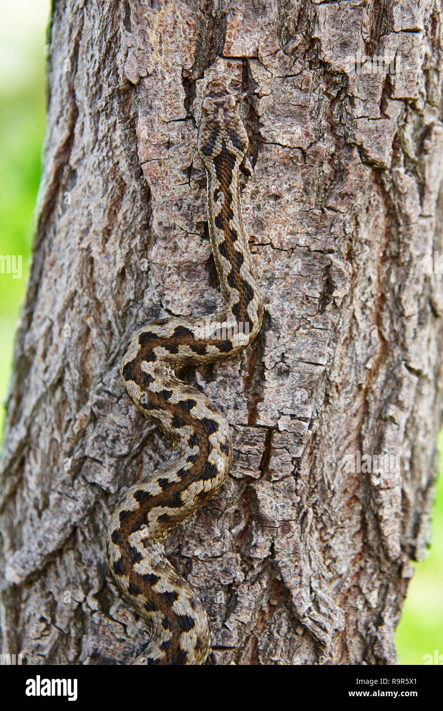 Snake camouflage hires stock photography and images Alamy