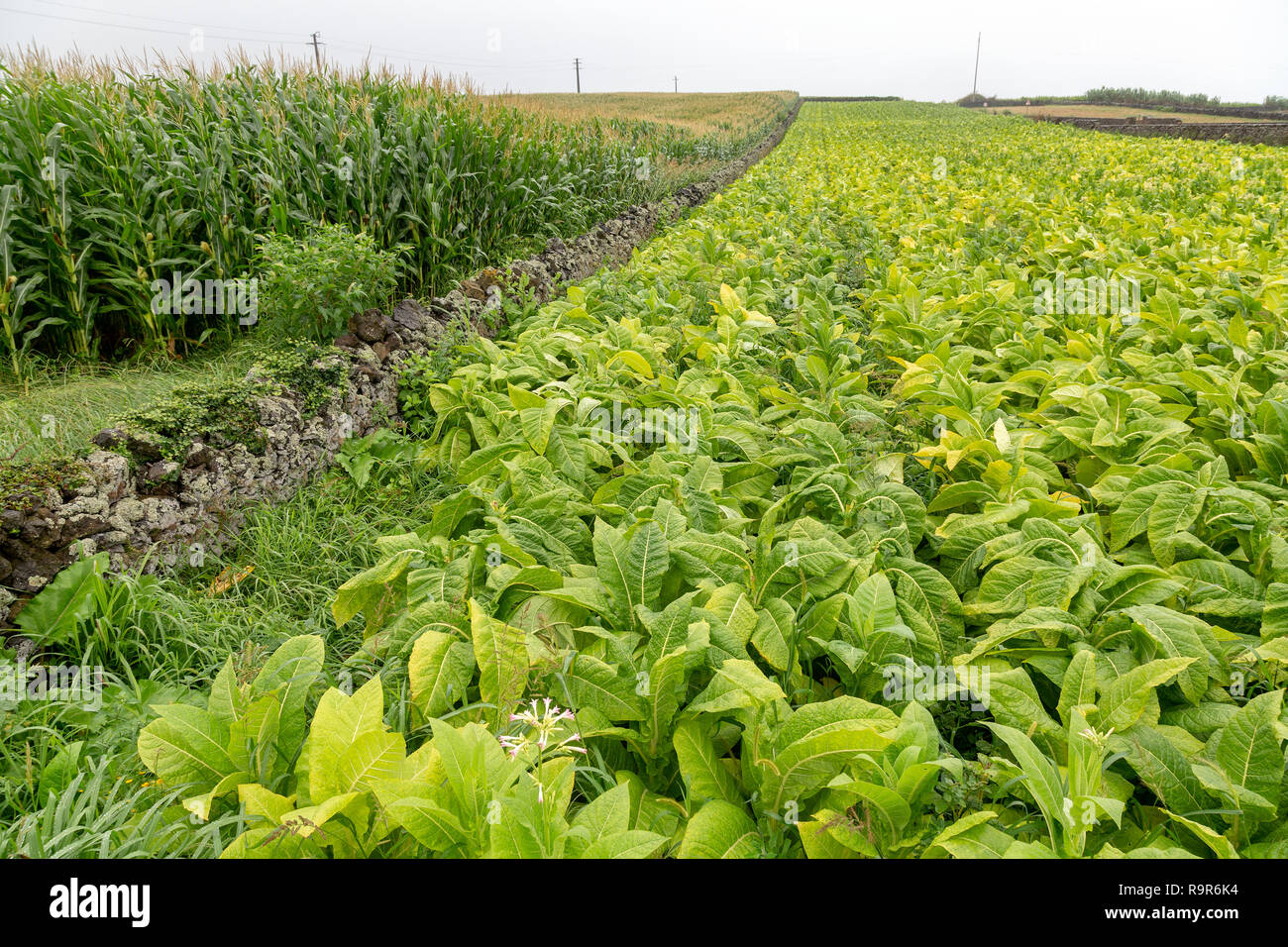 tobacco in portugal If you're a smoker cost of tobacco in portugal