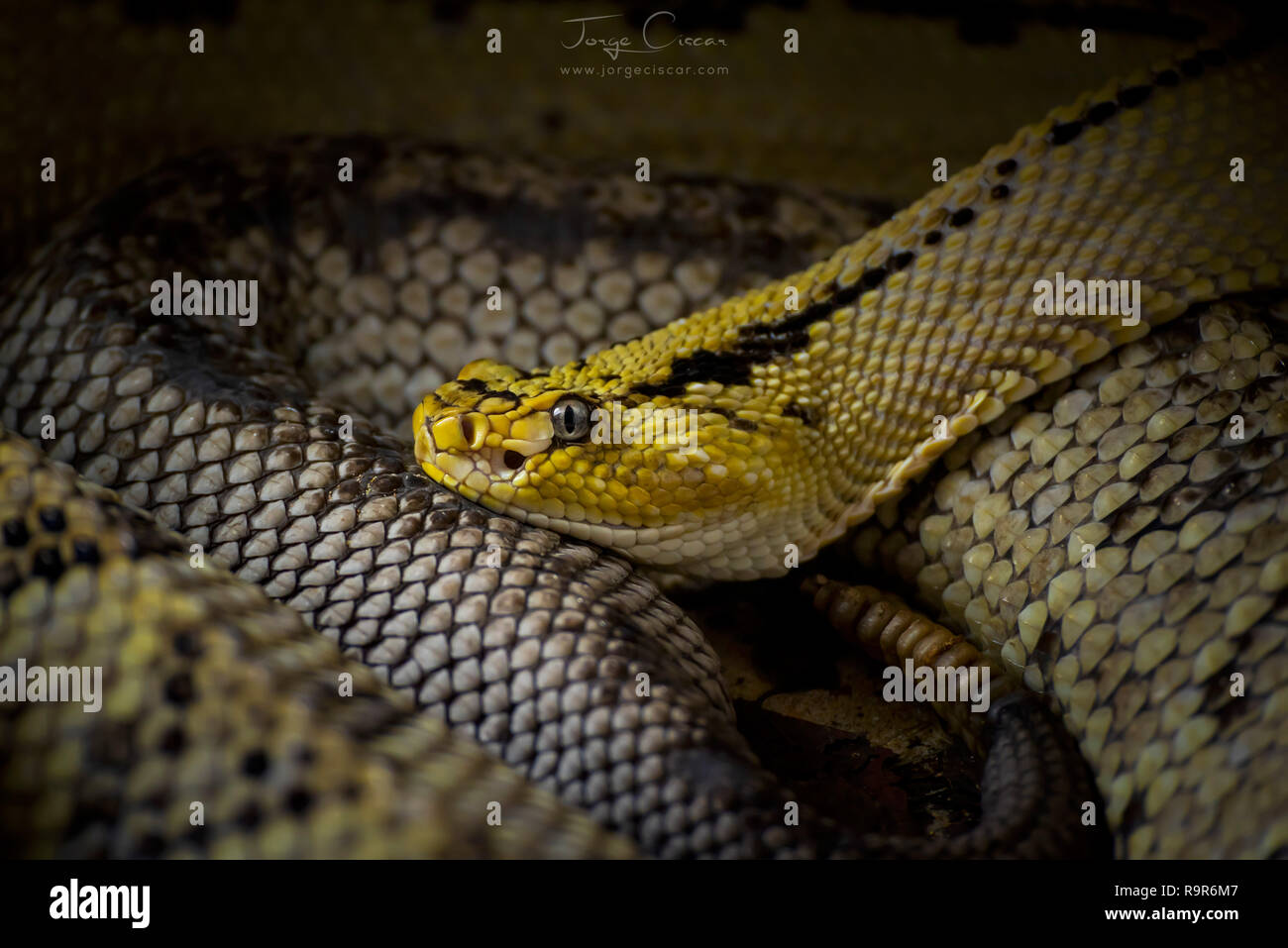 Snake at Cabarceno Park in Cantabria (Spain) Stock Photo