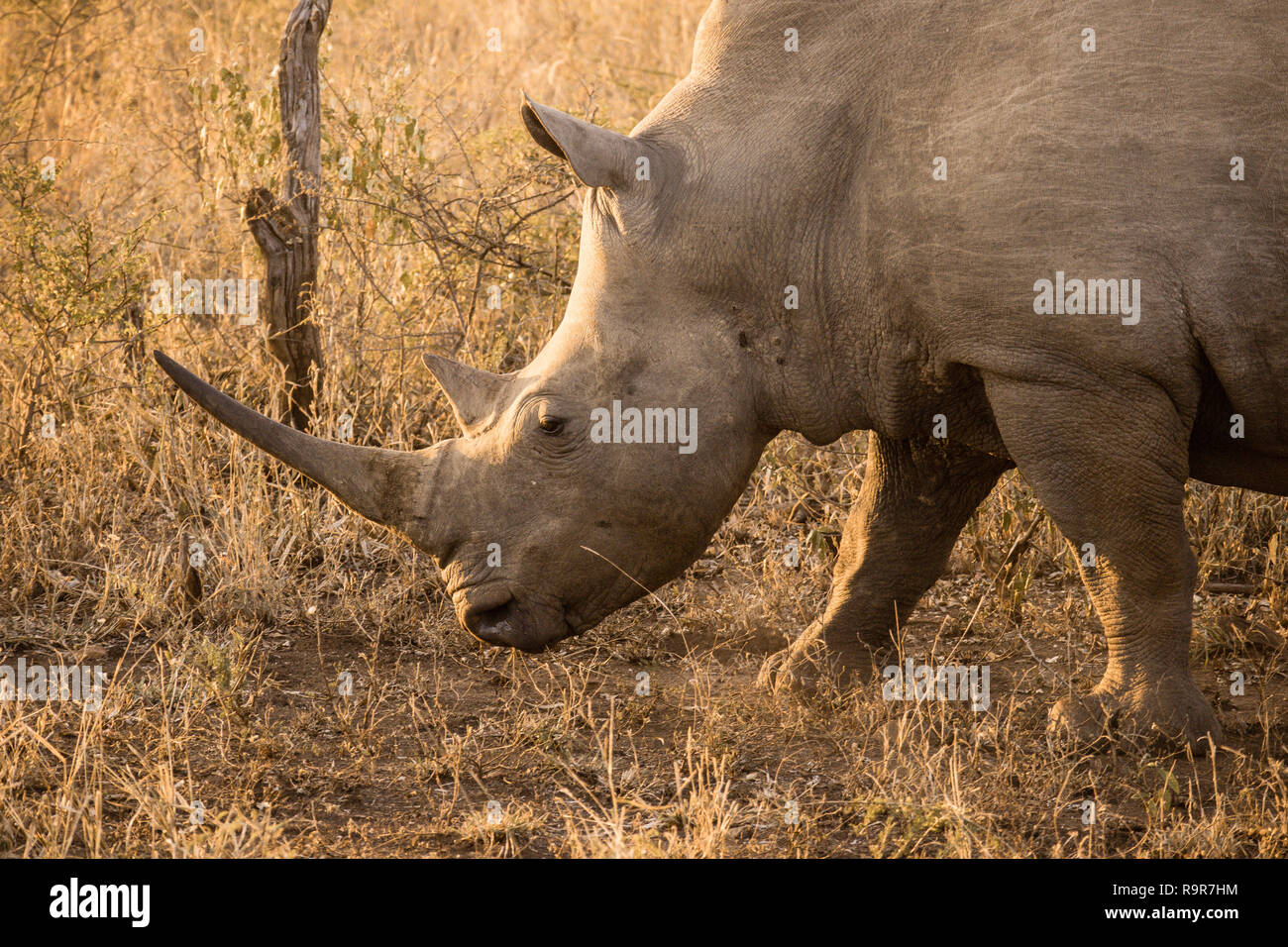 Rhino head in profile in natural African bush land. Stock Photo