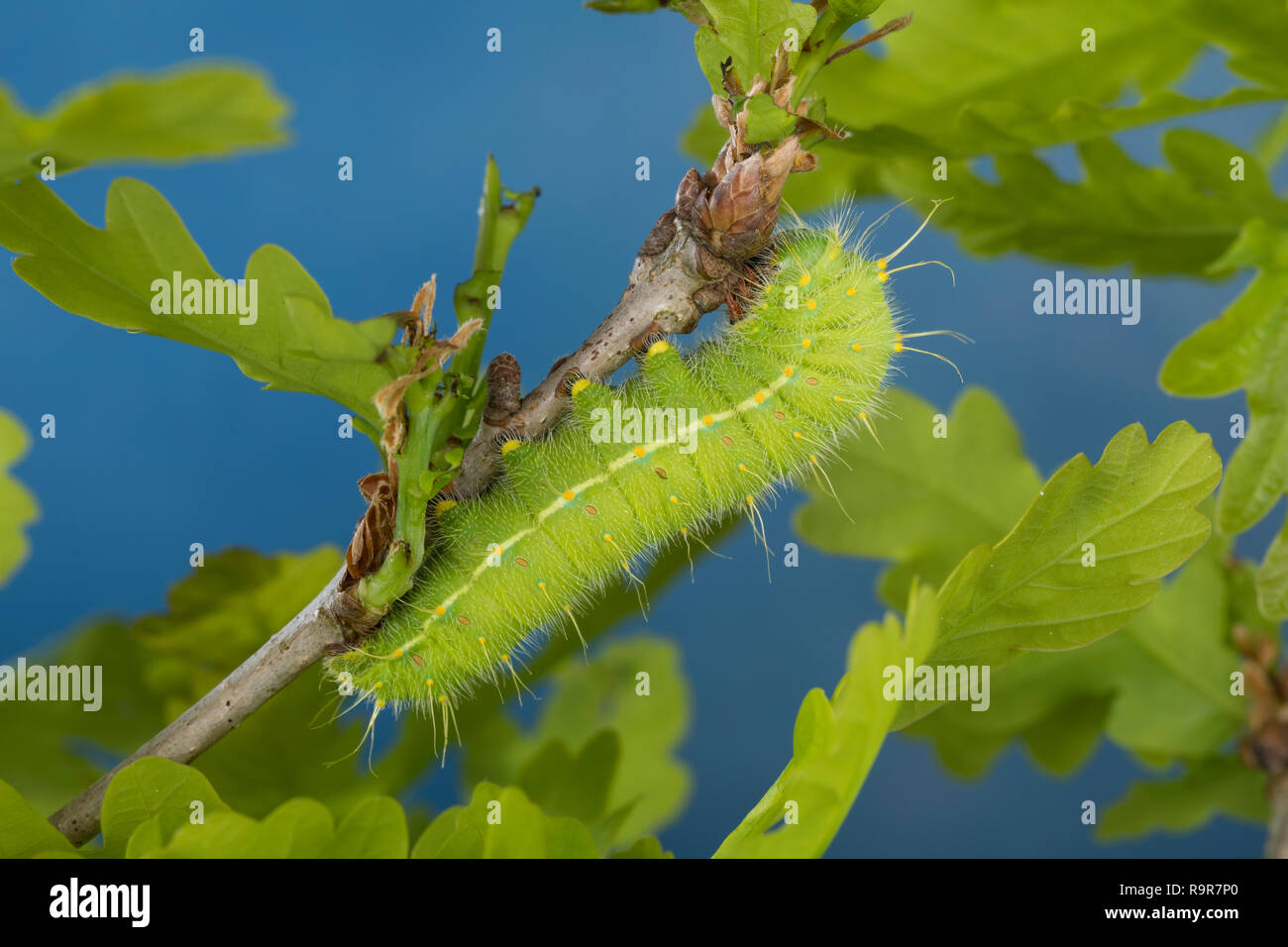 Saturniidae moth caterpillar hi-res stock photography and images - Alamy
