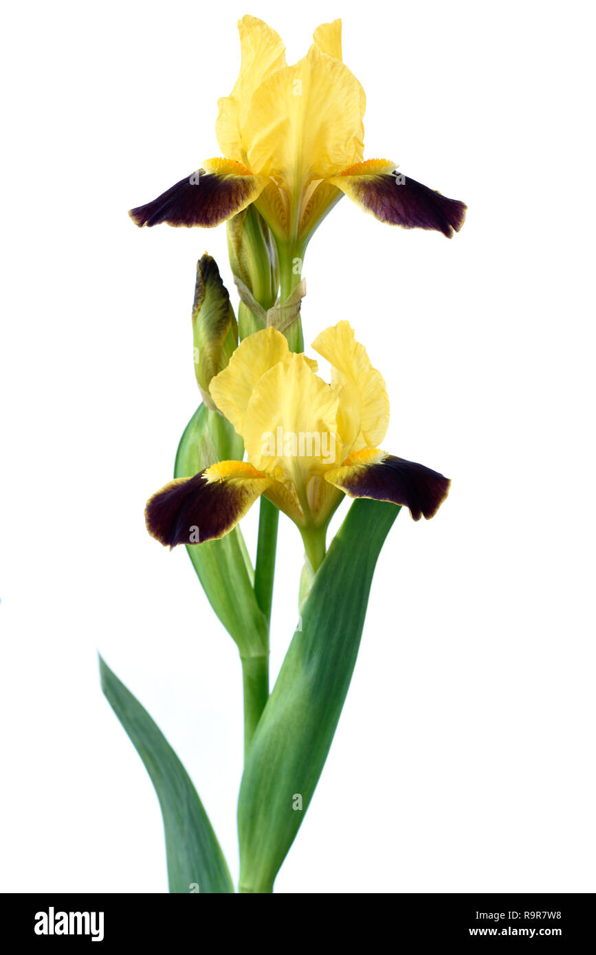 Bearded iris Stock Photo