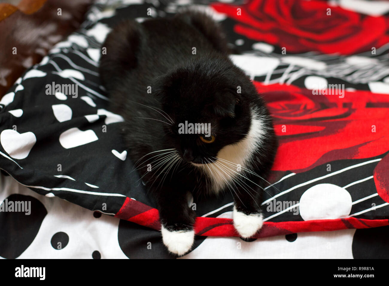 White cat red rose hi-res stock photography and images - Alamy