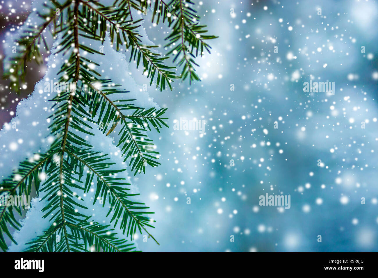 Pine tree branches with green needles covered with deep fresh clean ...