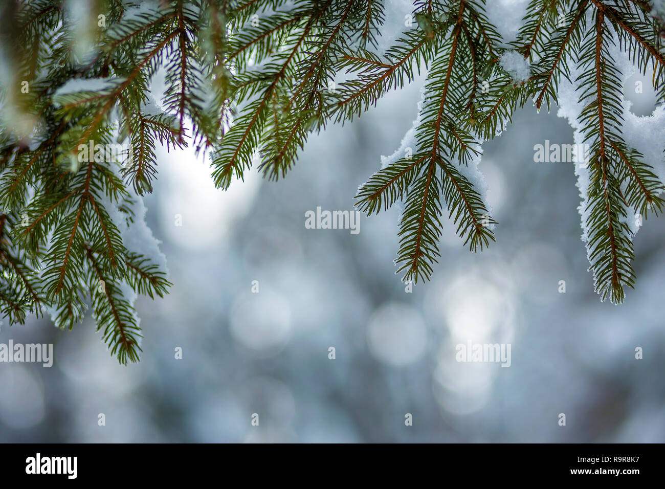 Pine tree branches with green needles covered with deep fresh clean snow on  blurred blue outdoors copy space background. Merry Christmas and Happy New  Stock Photo - Alamy