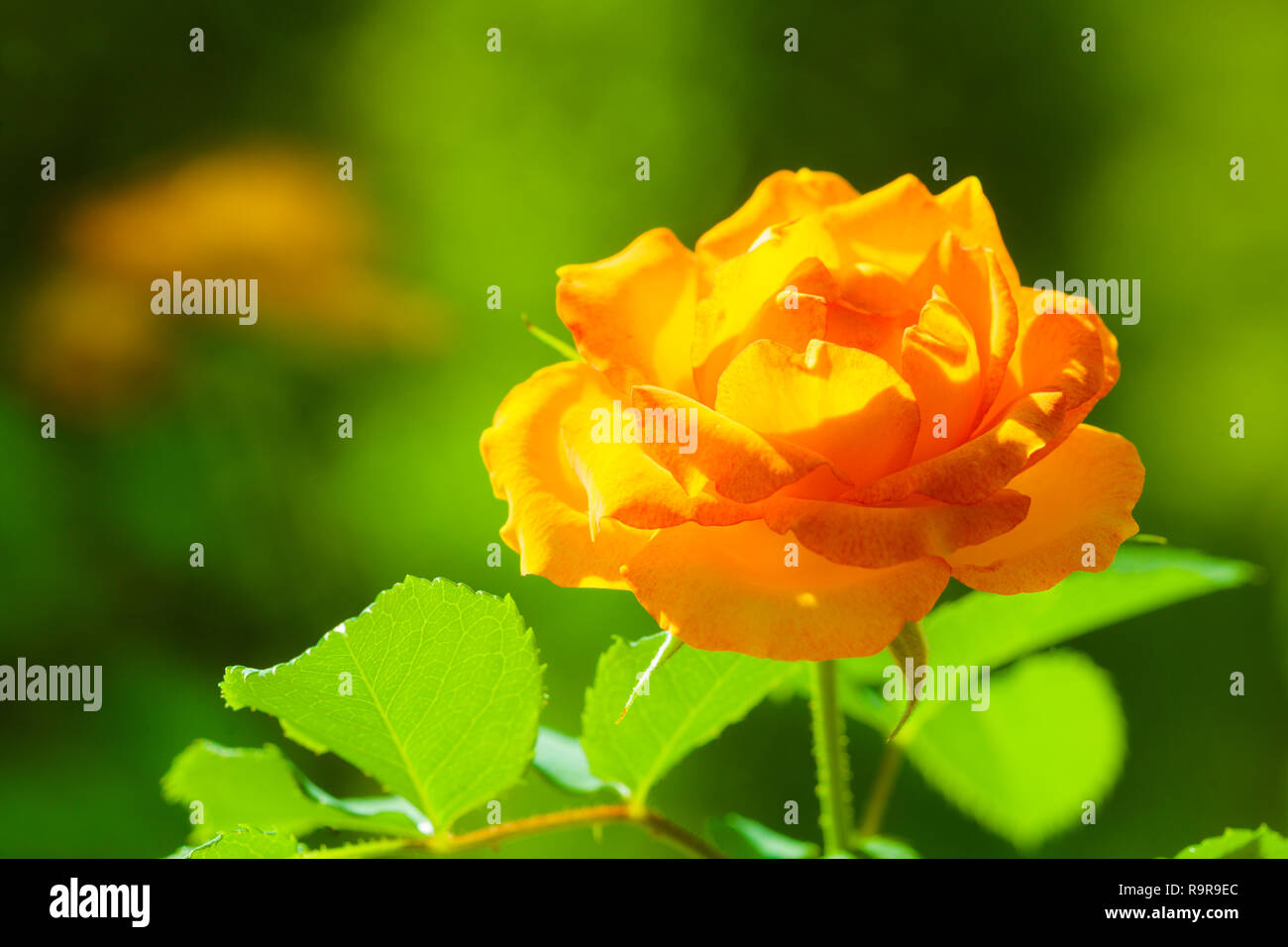 Nature. Closeup of beautiful blooming orange rose flower for ...