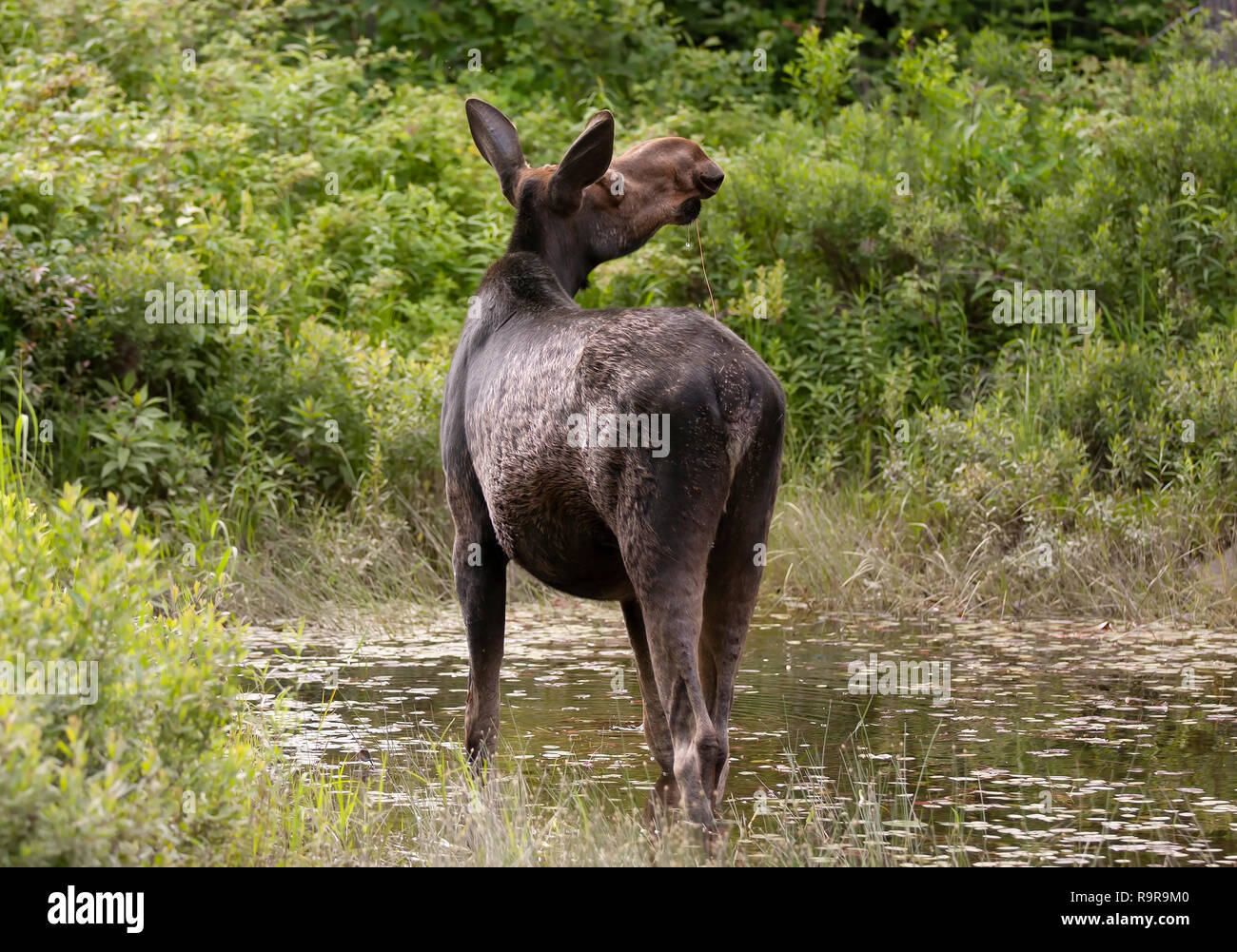 Cow Moose (Alces alces) grazing in Algonquin Park, Canada in spring Stock Photo