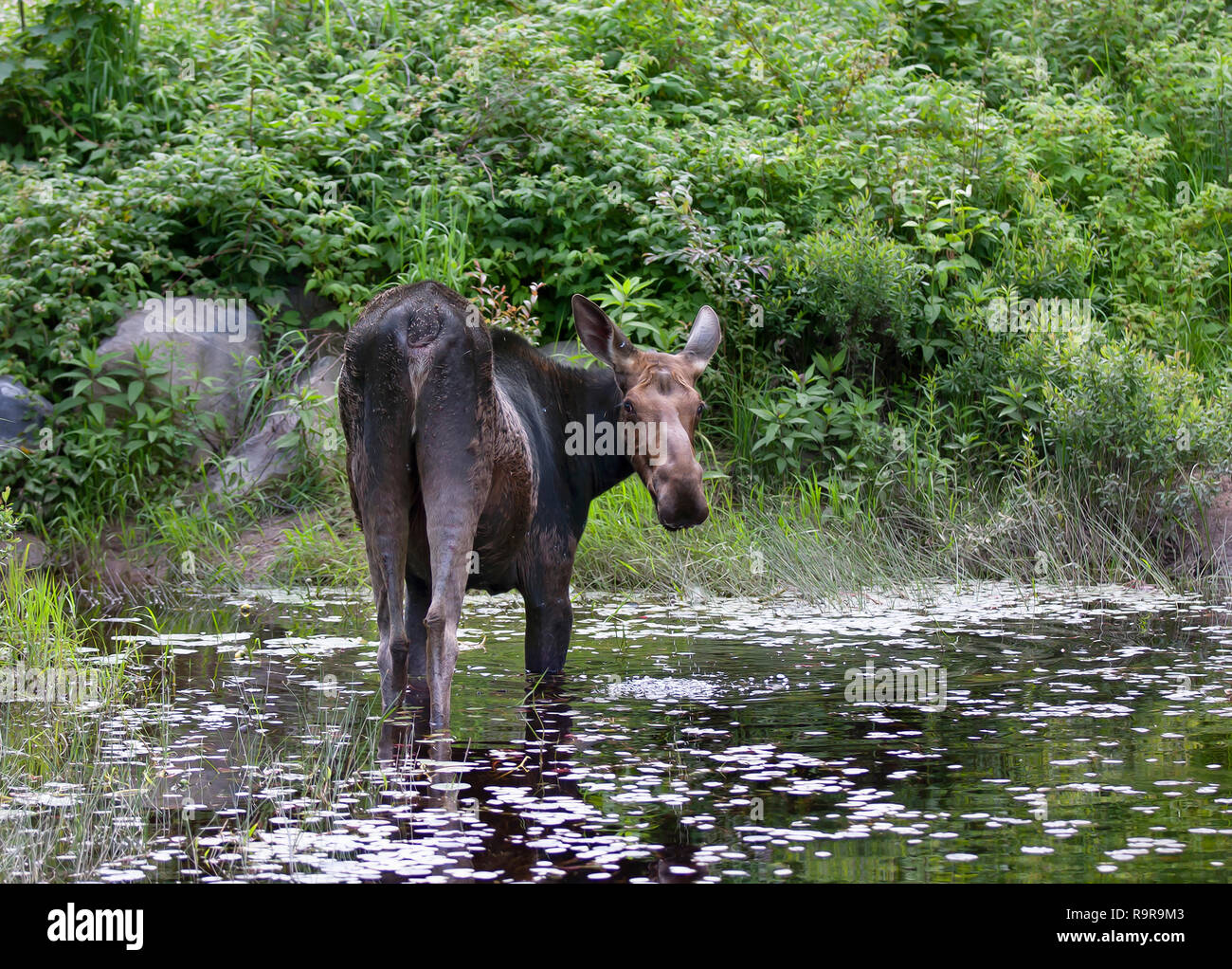 Cow Moose (Alces alces) grazing in Algonquin Park, Canada in spring Stock Photo