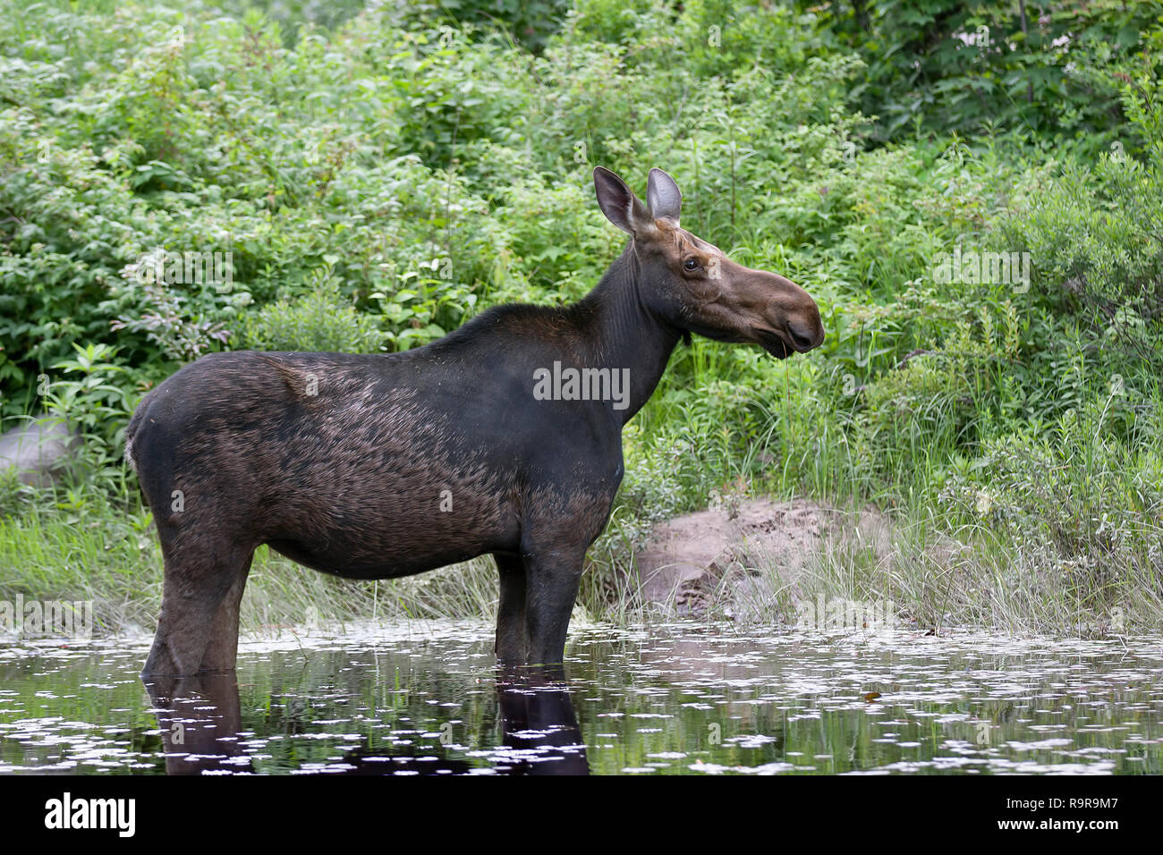 Cow Moose (Alces alces) grazing in Algonquin Park, Canada in spring Stock Photo