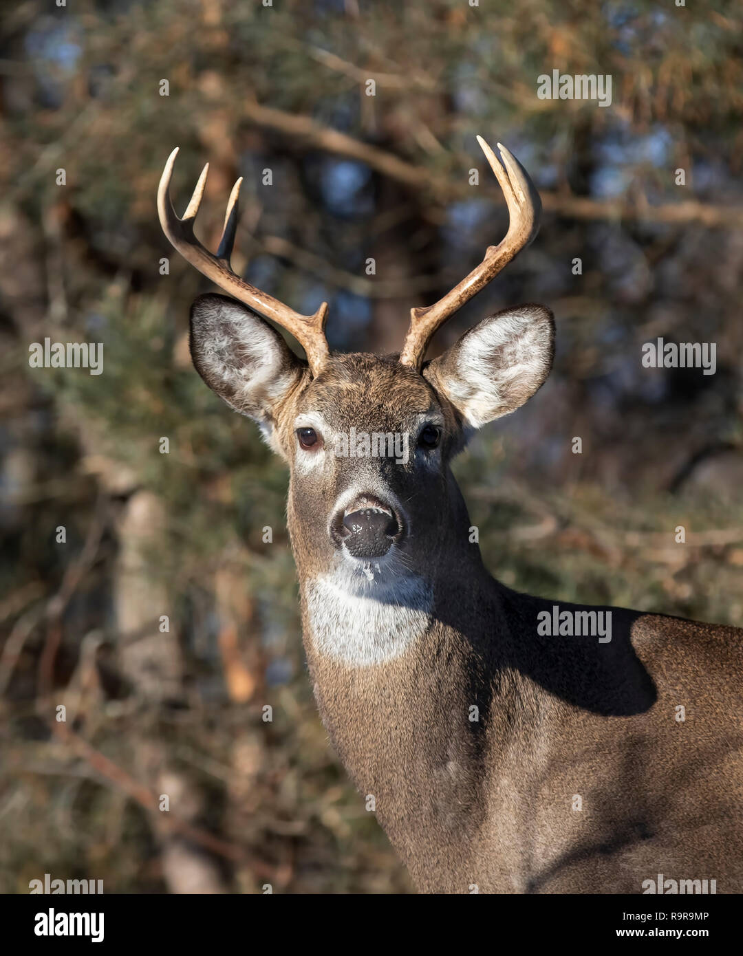 White-tailed deer buck in the winter snow in Canada Stock Photo