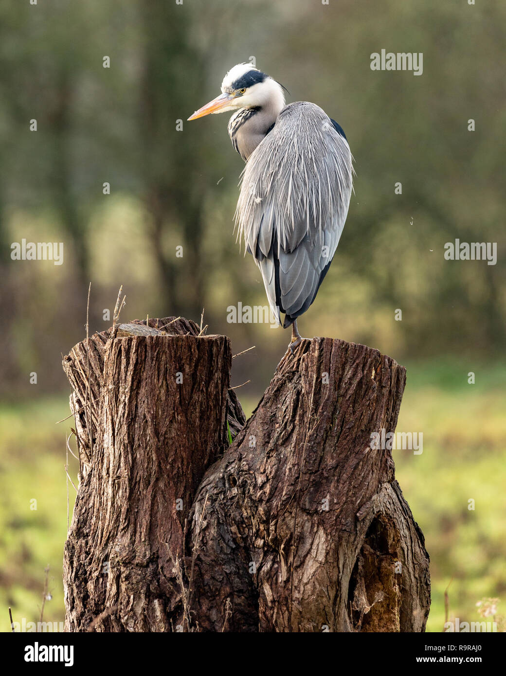 Grey heron, Ardea cinerea, perched on a tree stump Stock Photo
