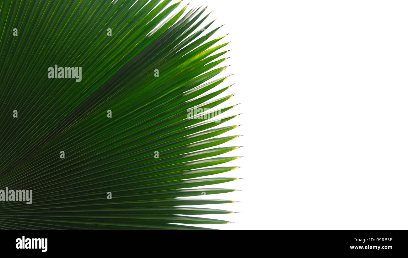 Green leaves of palm tree isolated on white background Stock Photo - Alamy