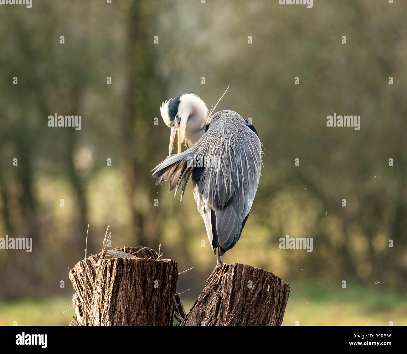 Grey heron, Ardea cinerea, preening whilst perched on a tree stump Stock Photo