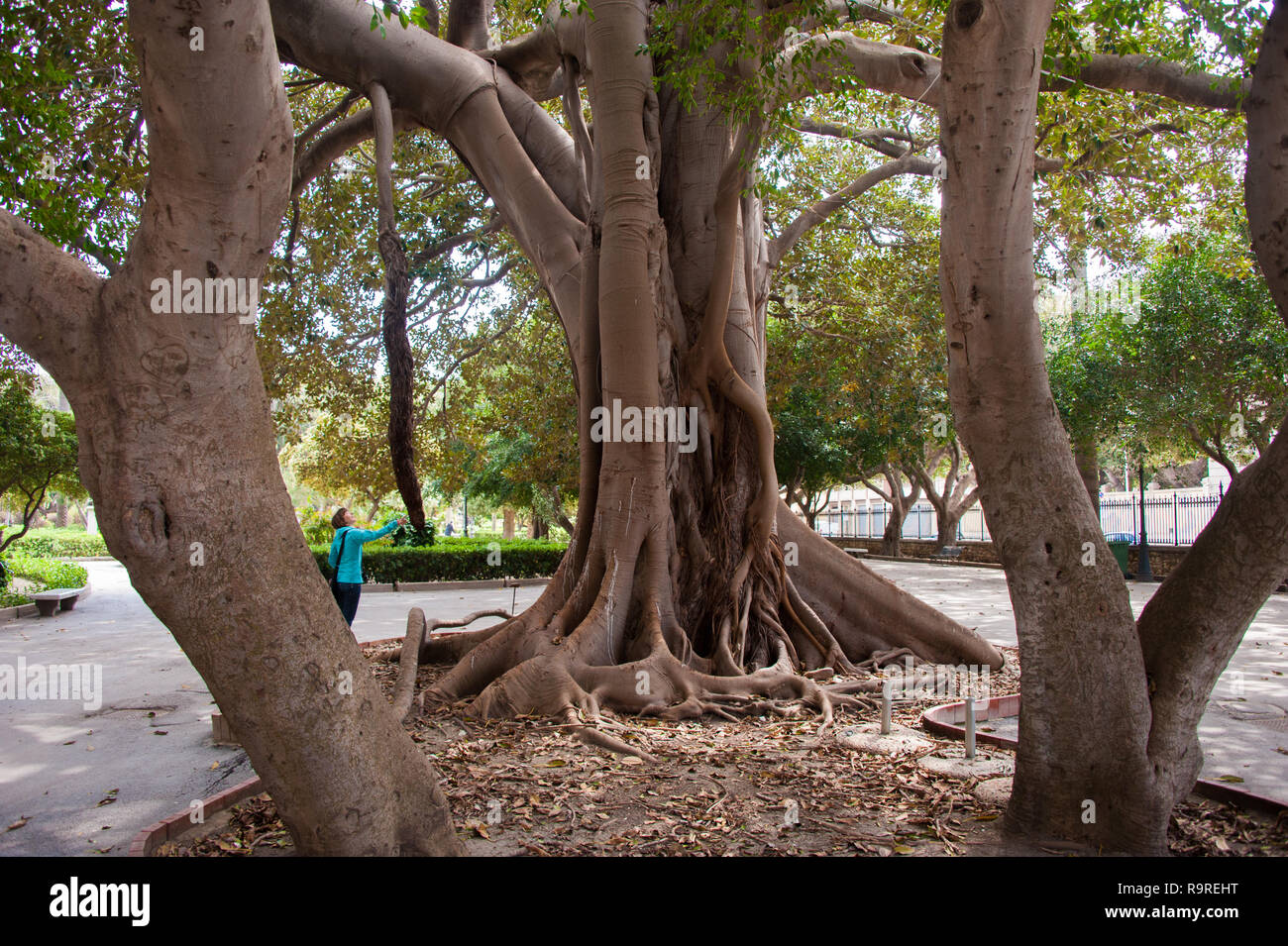 Woman standing by big tree at city Trapani, Sicily, Italy Stock Photo