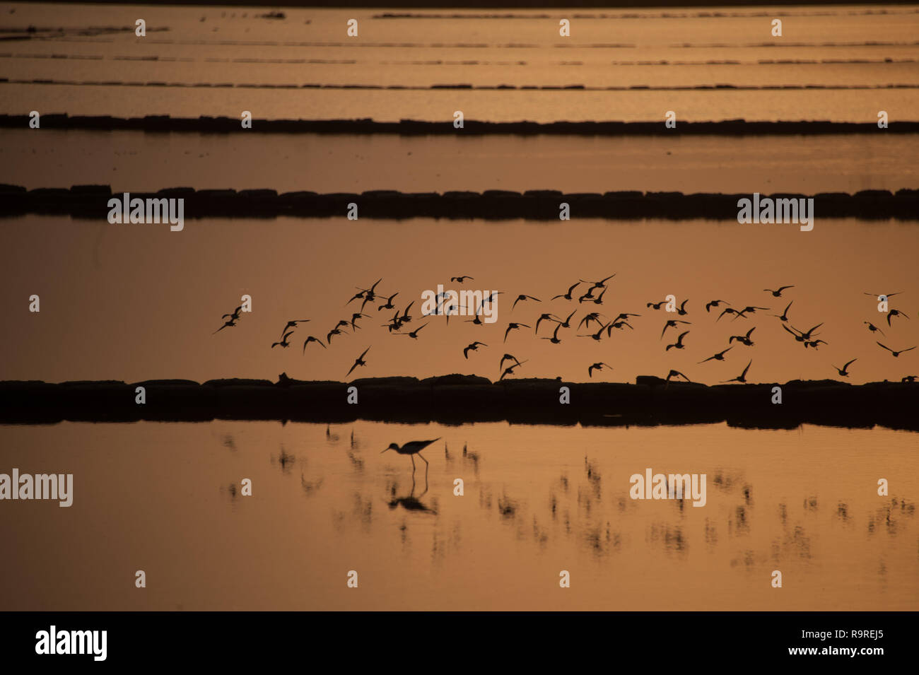 Birds silhuette in sunset at salt pans, Trapani, Sicily, Italy Stock Photo