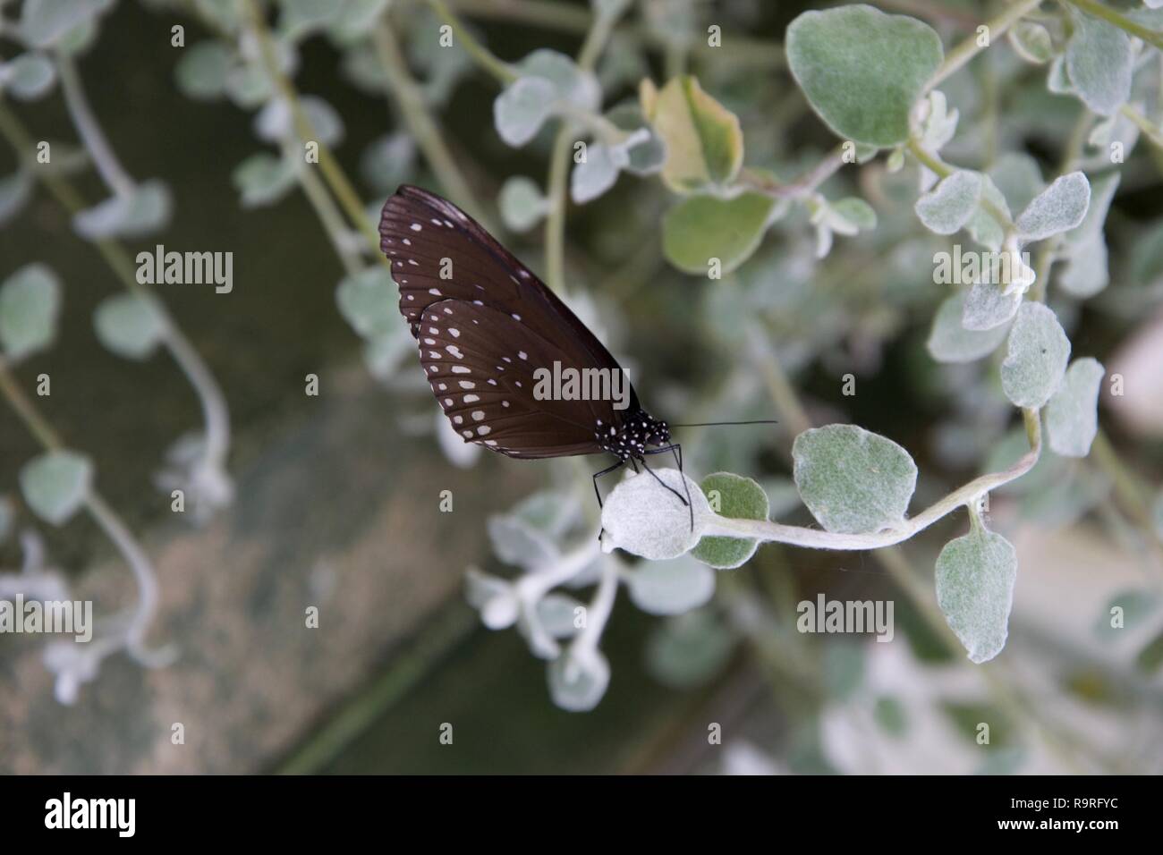 A brown butterfly speckled with delicate white spots on its wings sits on a plant with furry white and green leaves Stock Photo