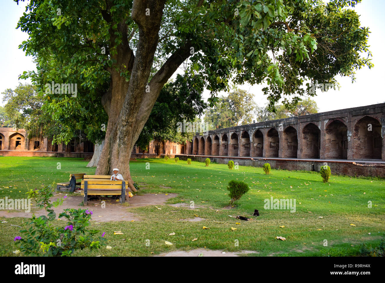 A massive tree overlooking the courtyard of a 16th centure tomb in Lahore, Pakistan. Stock Photo