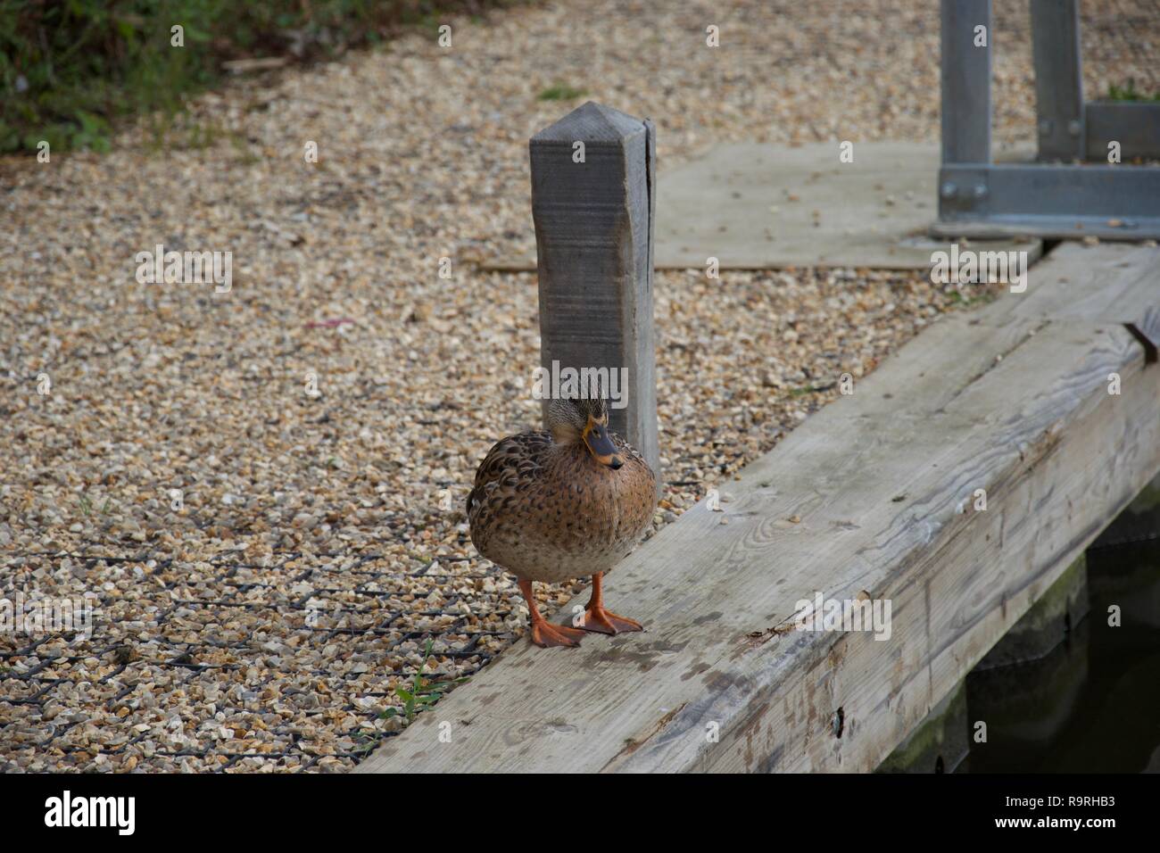 A speckled, female, English mallard duck standing by a post on the shore Stock Photo