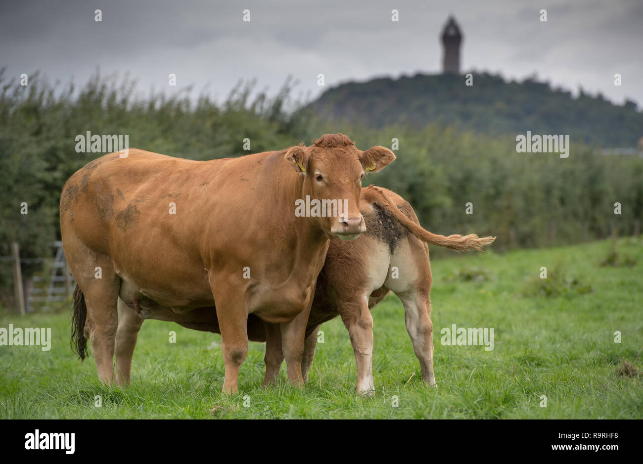 Limousin cow calf suckling hi-res stock photography and images - Alamy