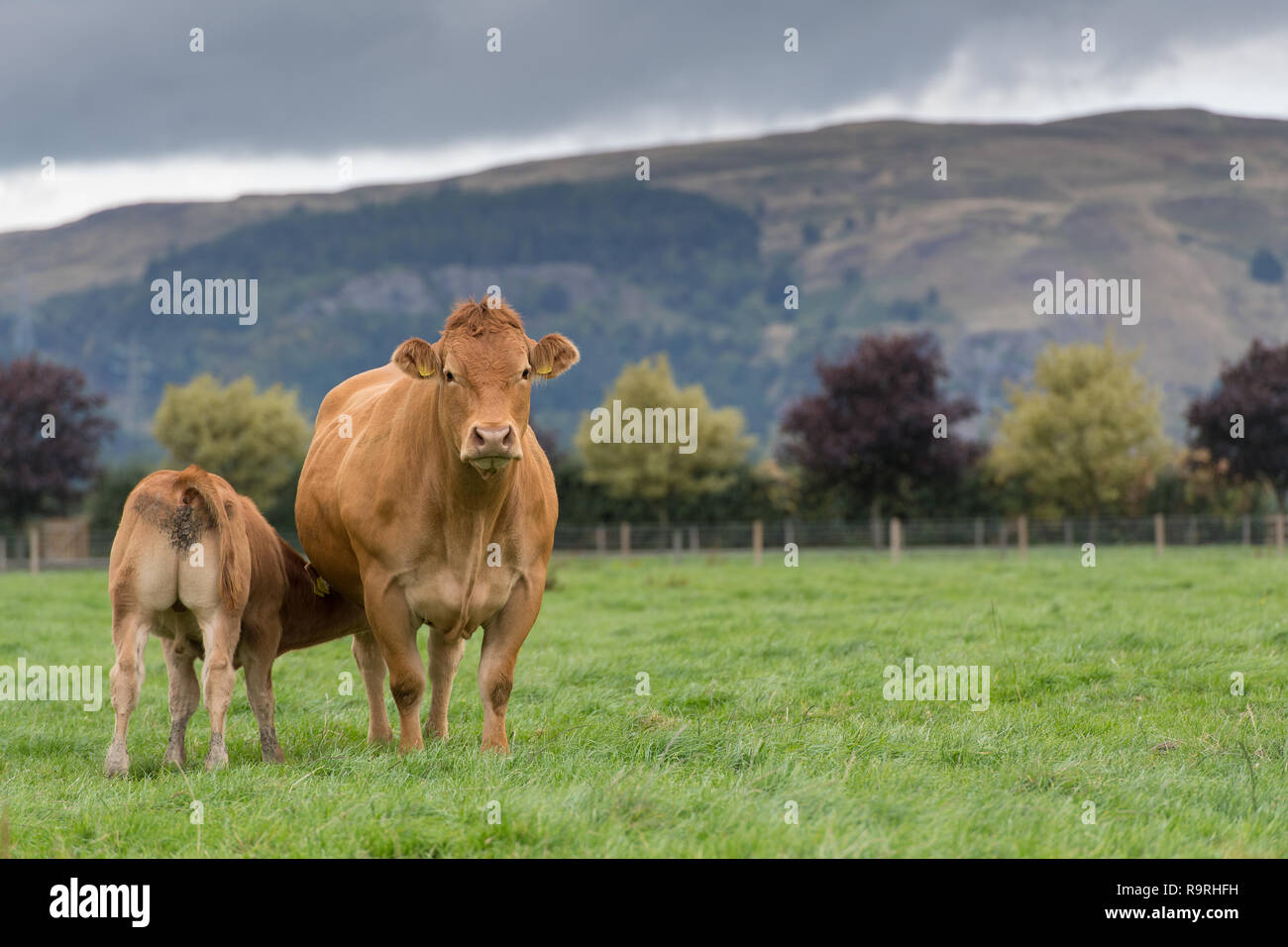 Limousin cow calf suckling hi-res stock photography and images - Alamy