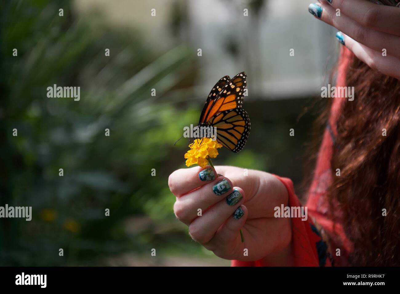 Crewel Art & Collectibles Fiber Arts Orange tabby admiring a monarch butterfly.