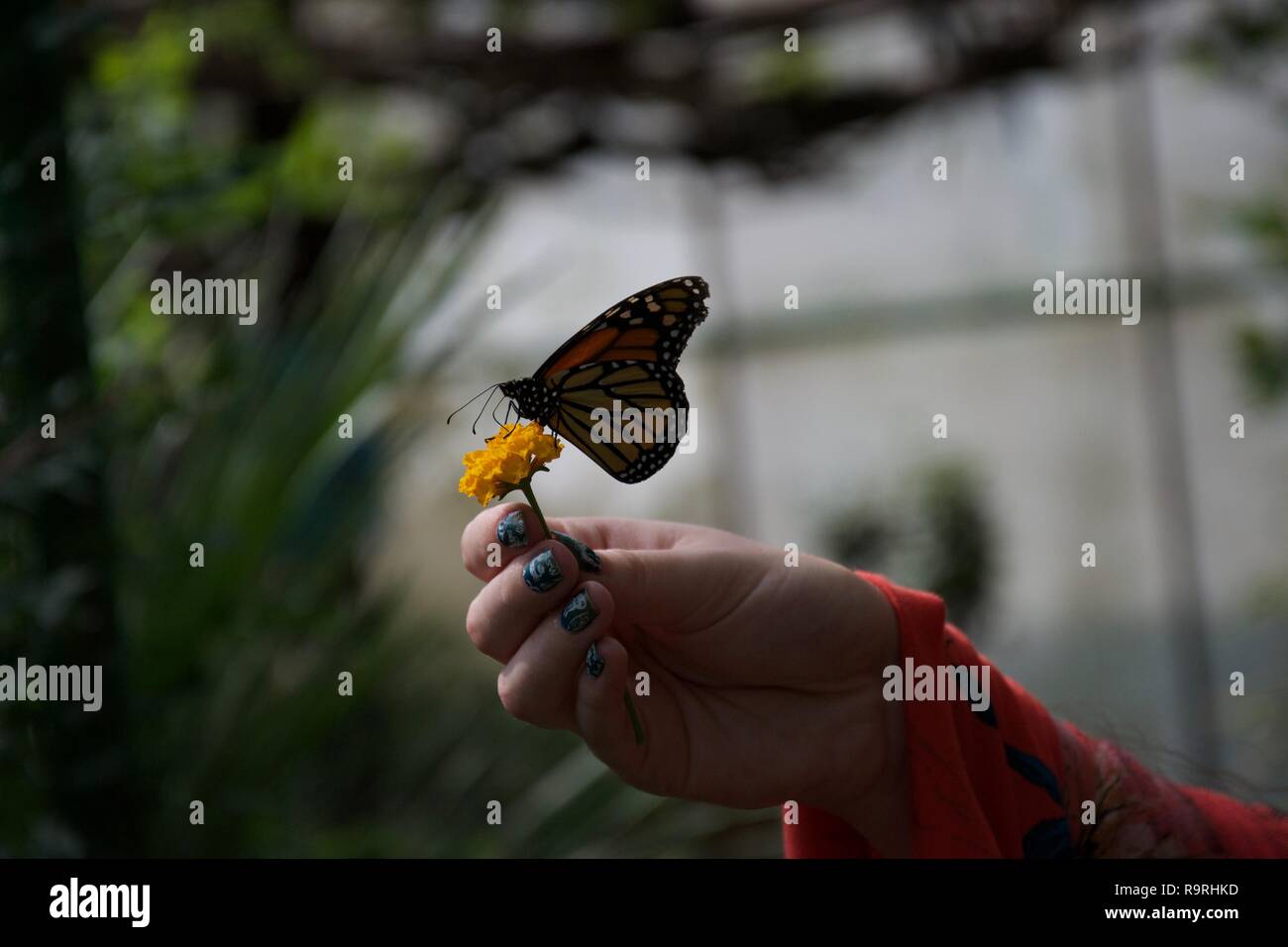 A shadowy photograph of a lady with painted nails holds a small yellow flower with an orange, yellow, black and white butterfly perched on it with clo Stock Photo