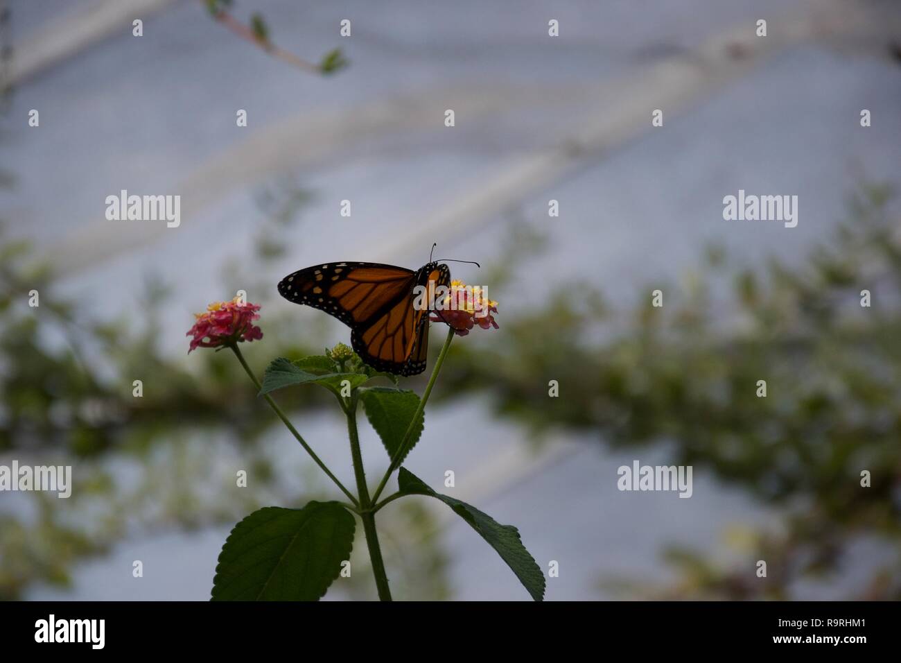 An orange and black butterfly lands on a little yellow flower, ready to sip nectar Stock Photo
